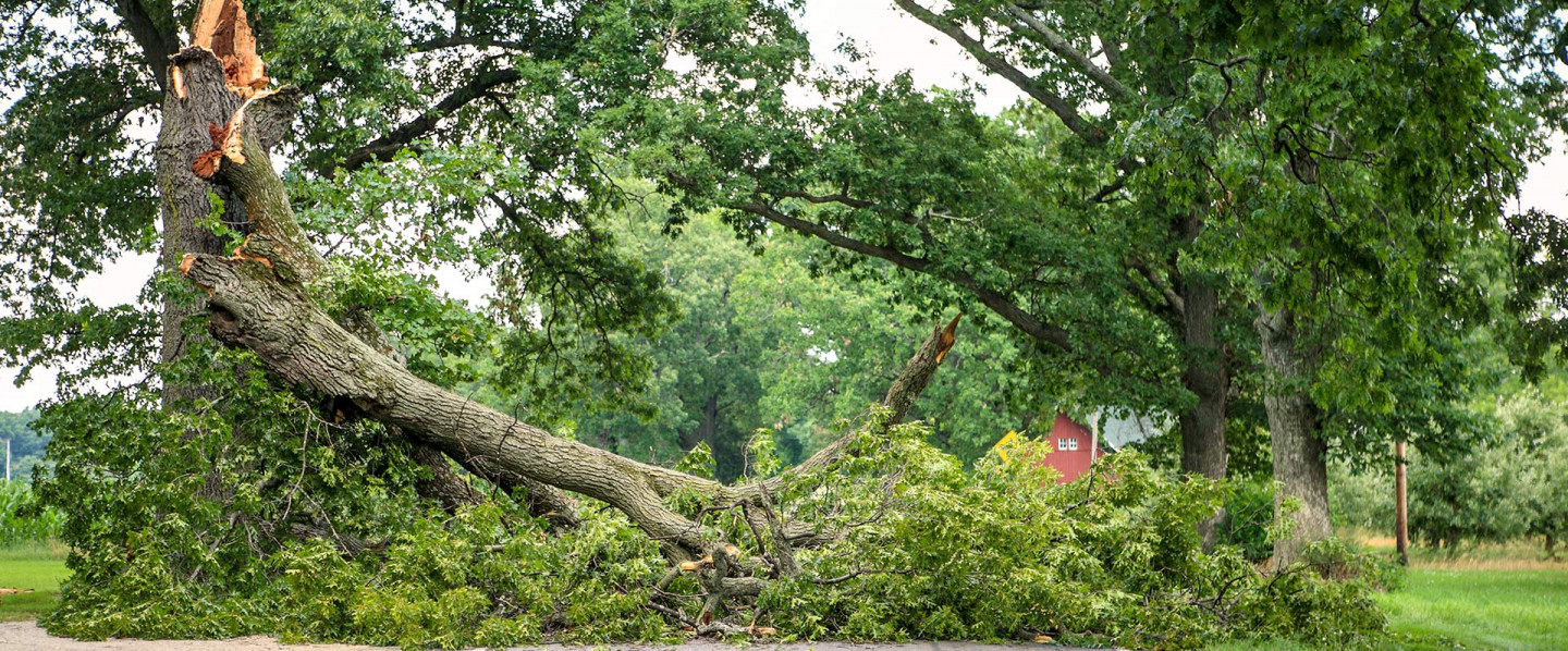 24/7 Emergency Tree Service in Gastonia, Lake Wylie, Mount Holly, NC